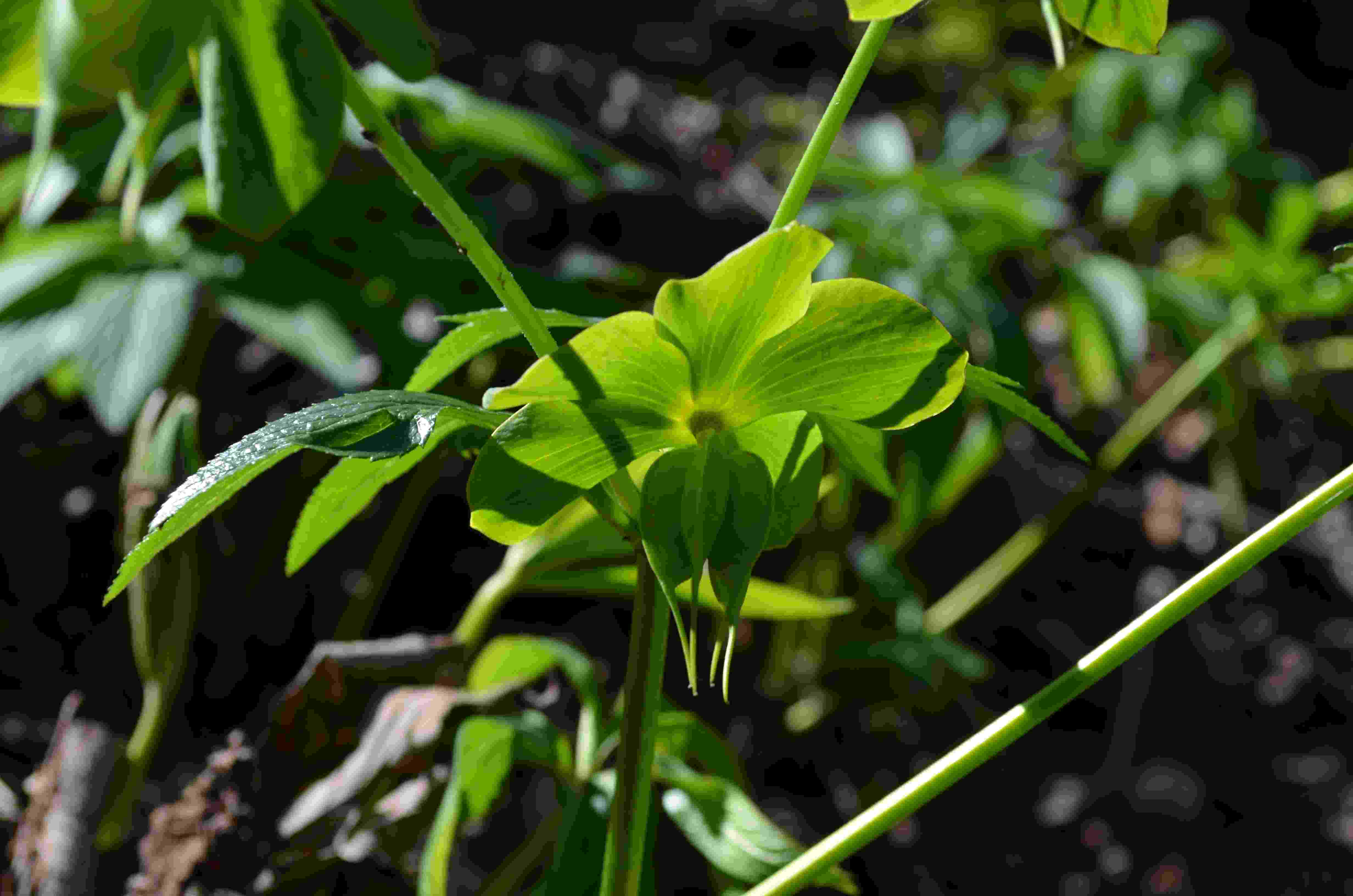 Helleborus cfr. viridis